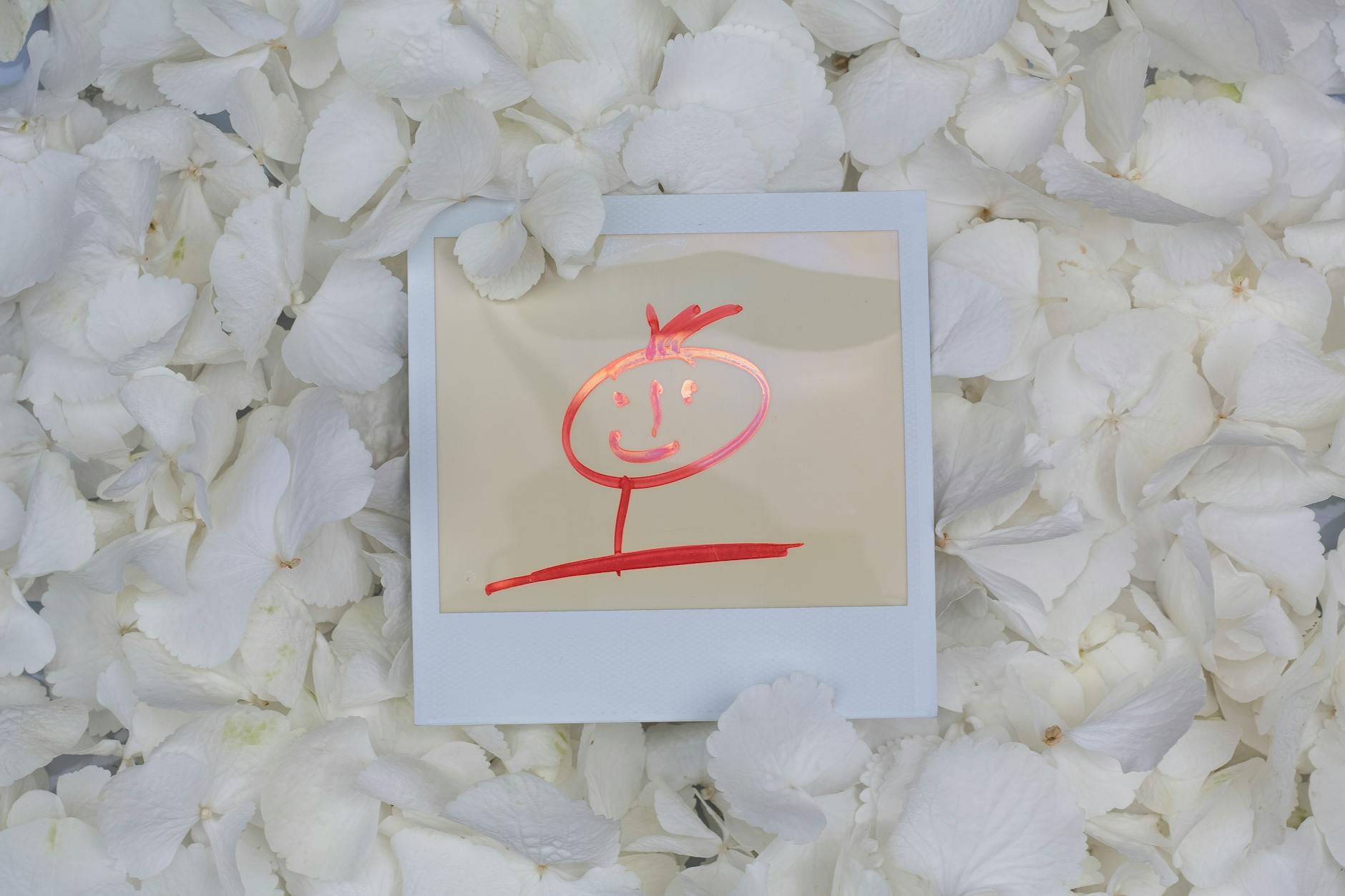 A cute red drawing on Polaroid surrounded by white hydrangea petals.